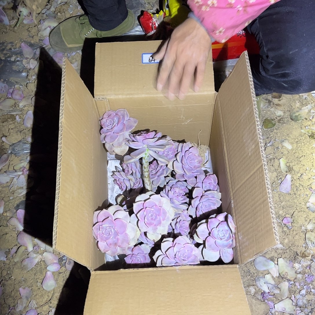 64号紫乐断枝断头不售后