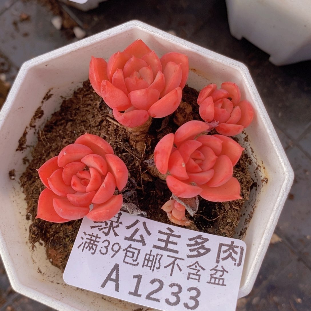 高贵5cm1233多肉植物