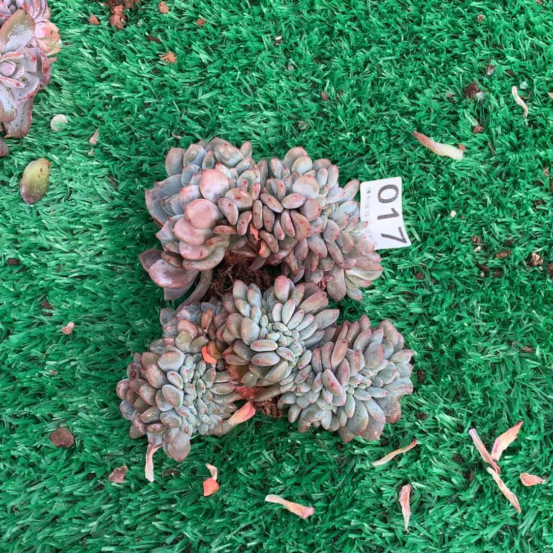 幸***星017橙子缀多肉植物组合