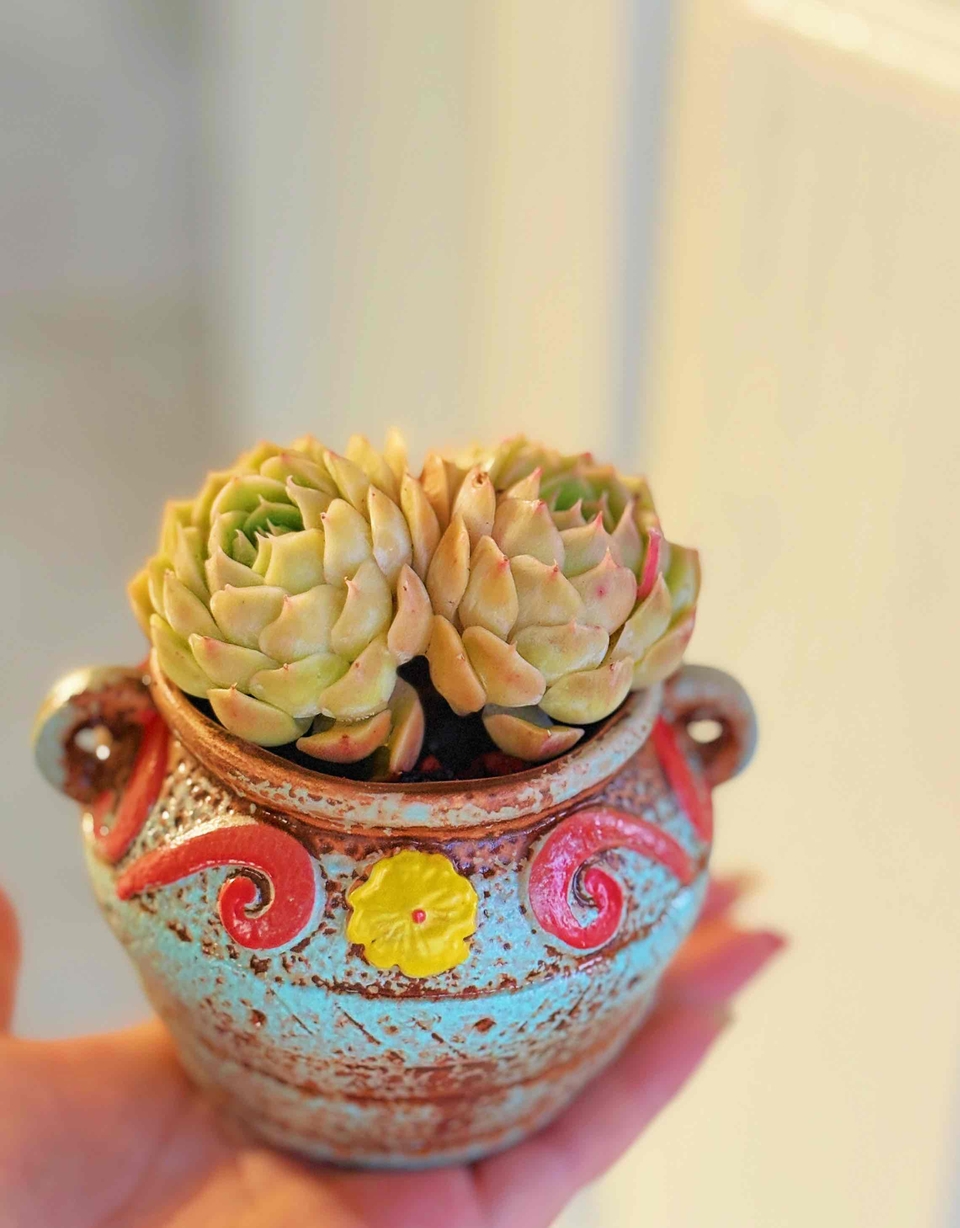 11月29日1-100号一物一拍发哥多肉基地两单包邮