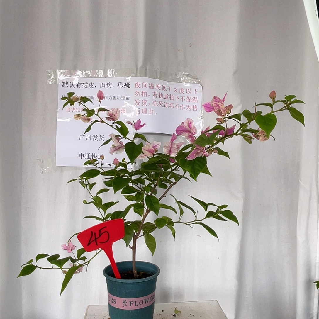 当前无花栽培后可以开花45章红樱细杆子