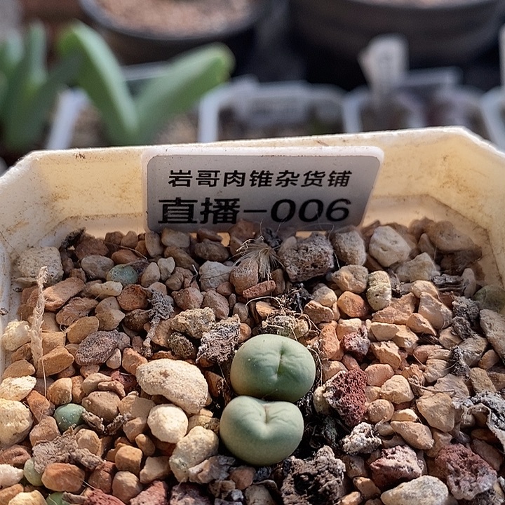 匈牙利种源Bit嘴双头