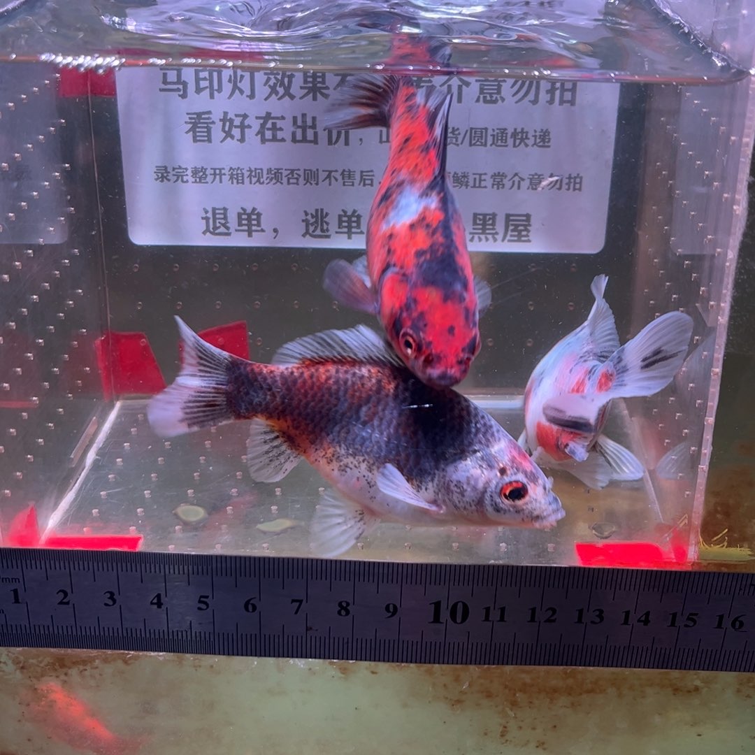 海水鱼173号短尾草金鱼一组