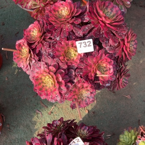 732月蝉朵朵多肉，