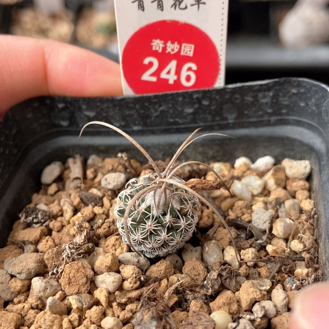 实生特选迪克森娇丽1.5cm一棵仙人球