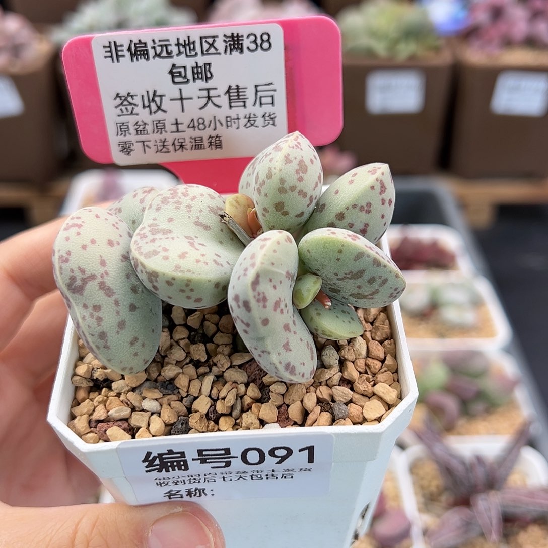 091巨型花蛋多肉