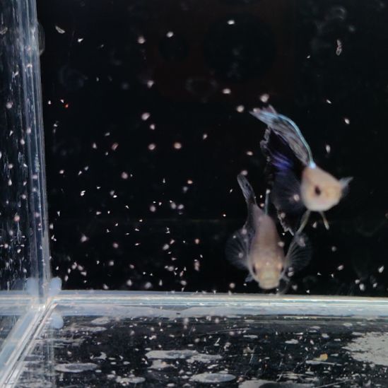 孔雀鱼镭射礼服一对