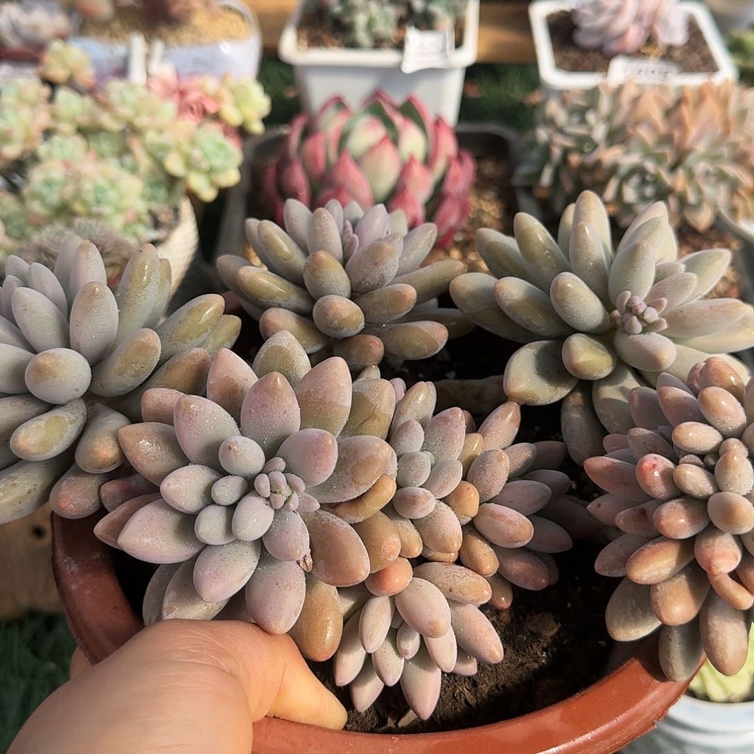 1639一物一拍（满28包邮）