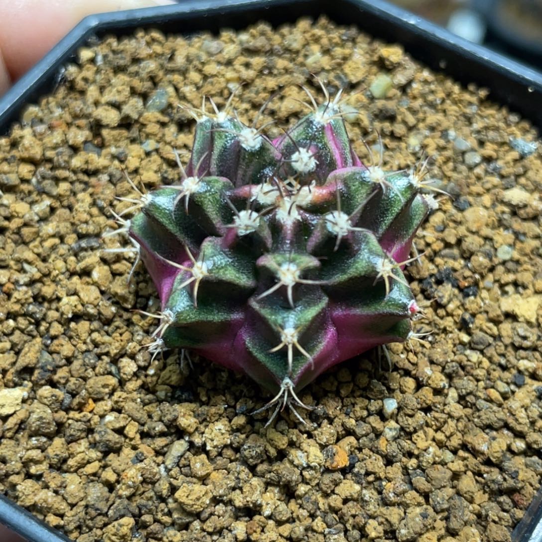 当前无花朵，栽培后可花朵紫粉臀米哈