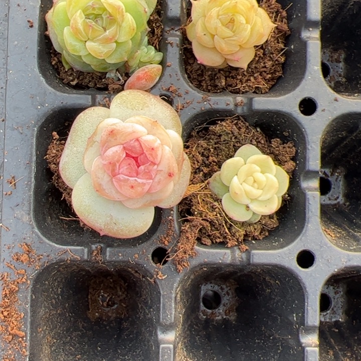 把***你饭专拍链接啊啊啊啊