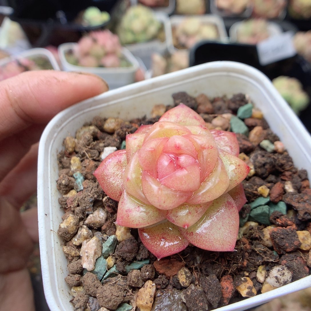 无花朵E150 yyyyyyyy