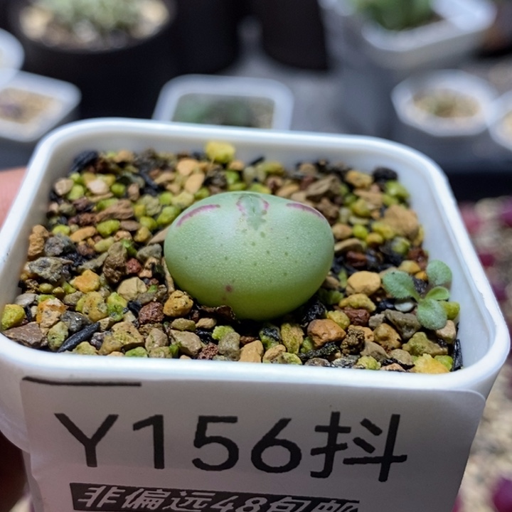 多肉一物一拍156号少将杂交