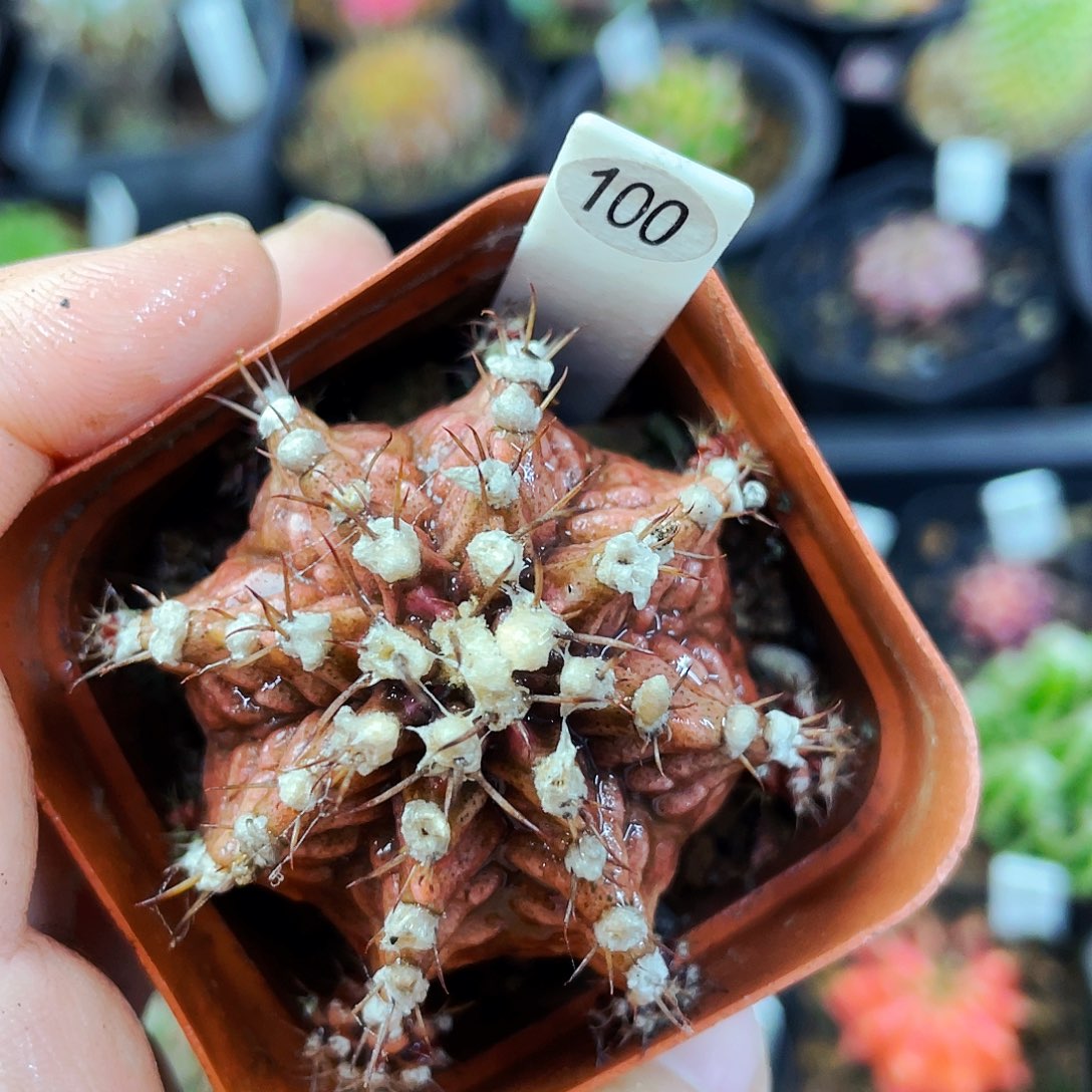 非偏远地区满25包邮仙人球