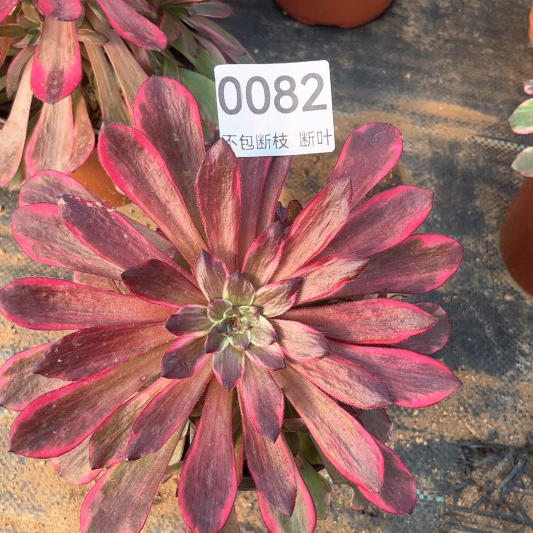 烟花法师锦，脱土发货