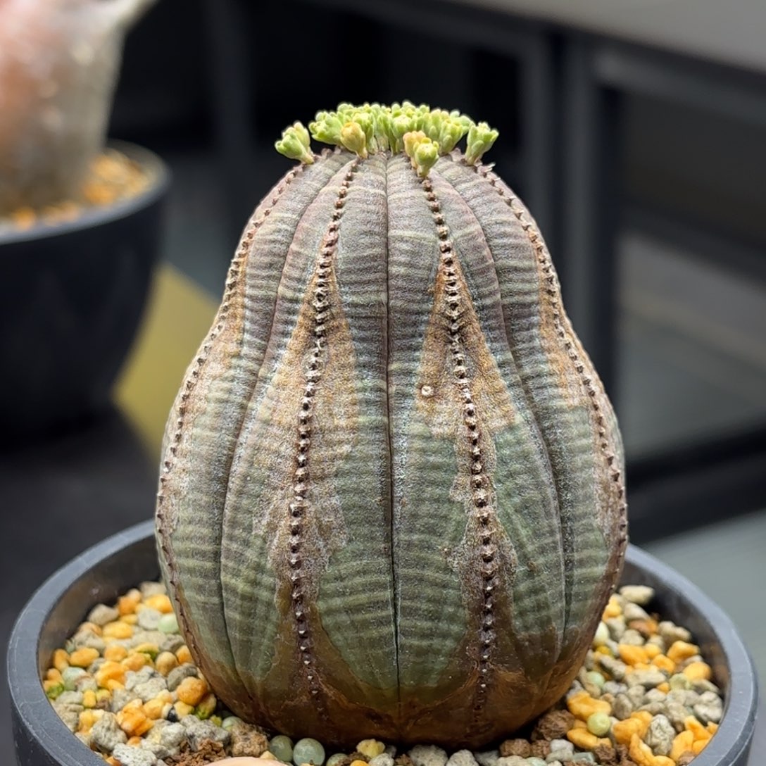 实生布纹球带盆包邮