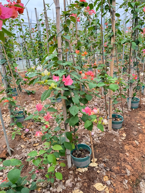 三角梅一物一拍链接包新鲜