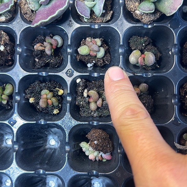 谭***谨小灵石 满10颗包邮