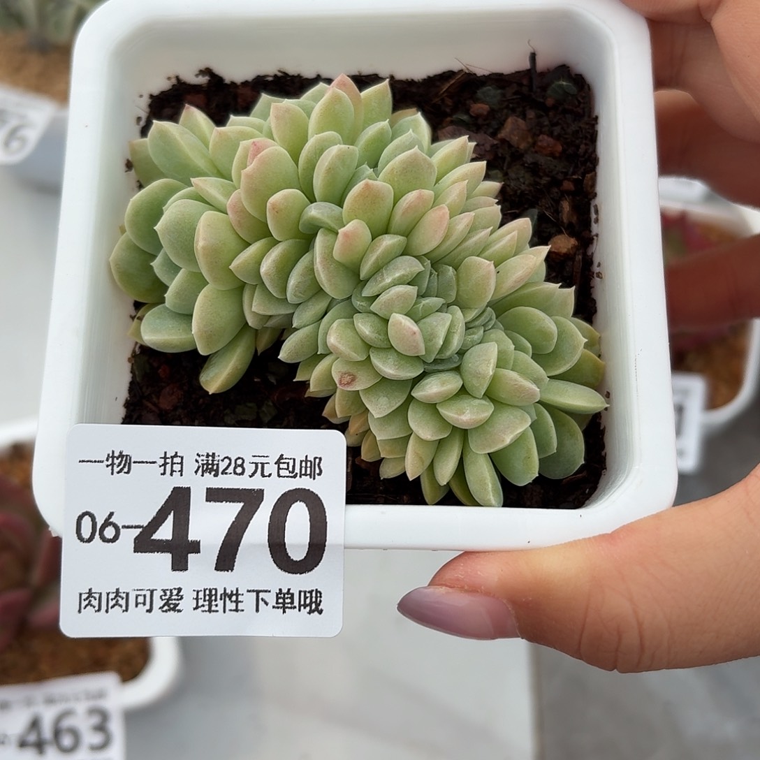 奶油美人缀化无盆土发货无盆
