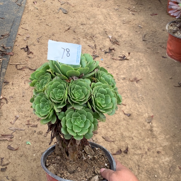 绿羊绒多肉植物法师78