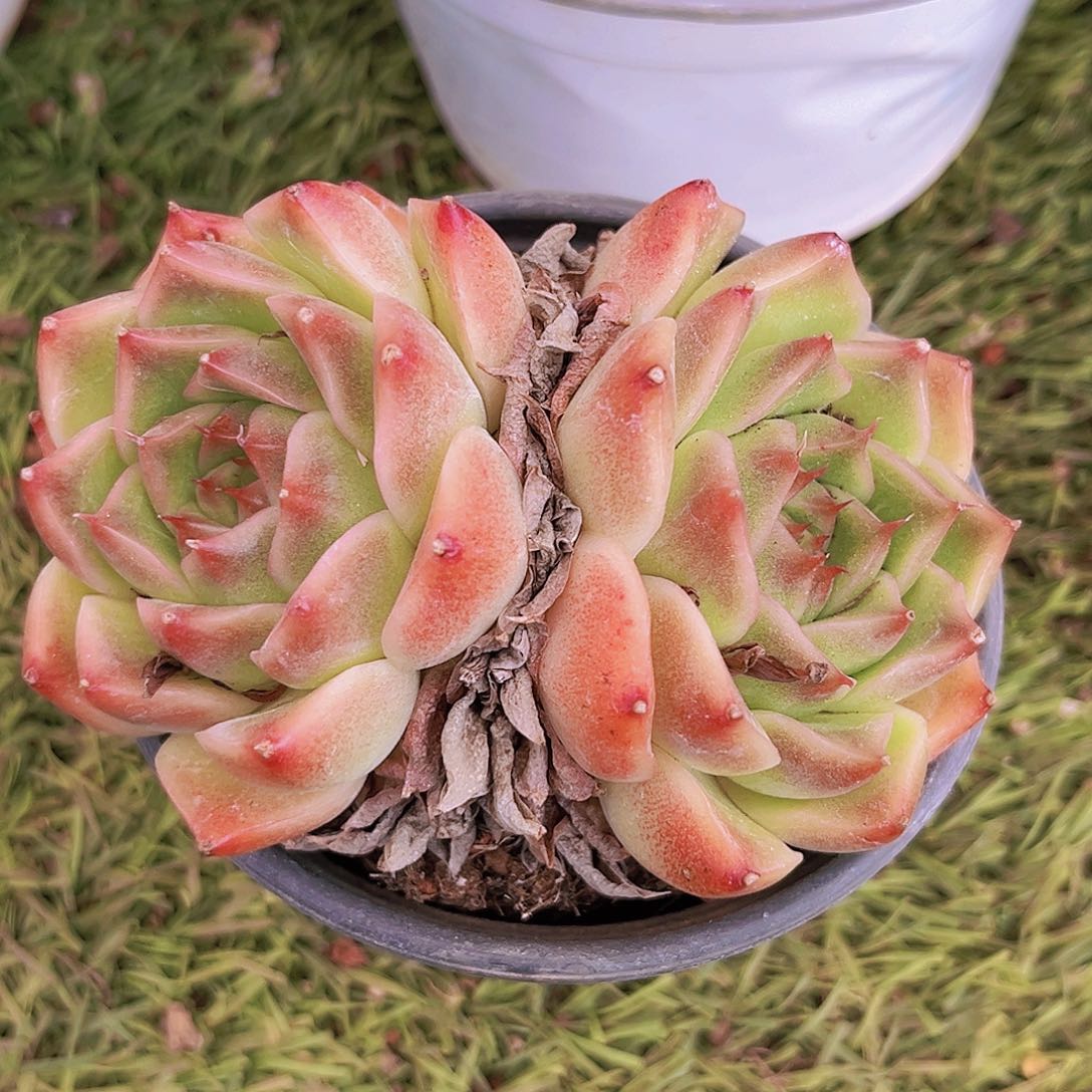 42号9899989998899999