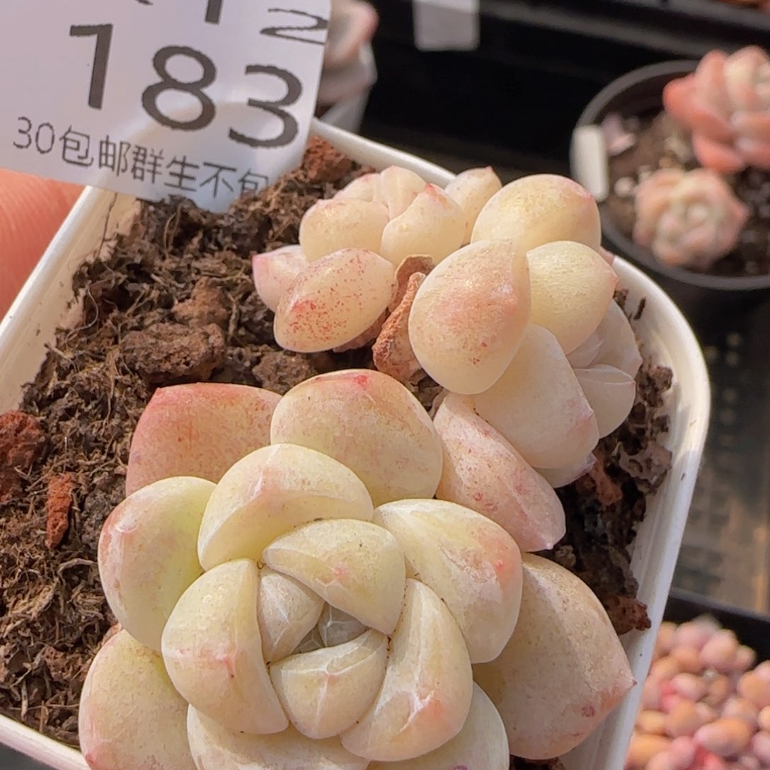 三头飘枝冰玉一颗脱土