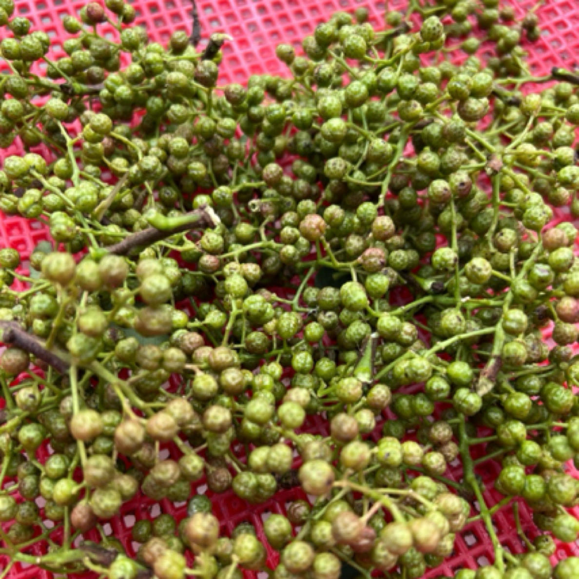 安场小花椒现摘现发农家自种又麻又香