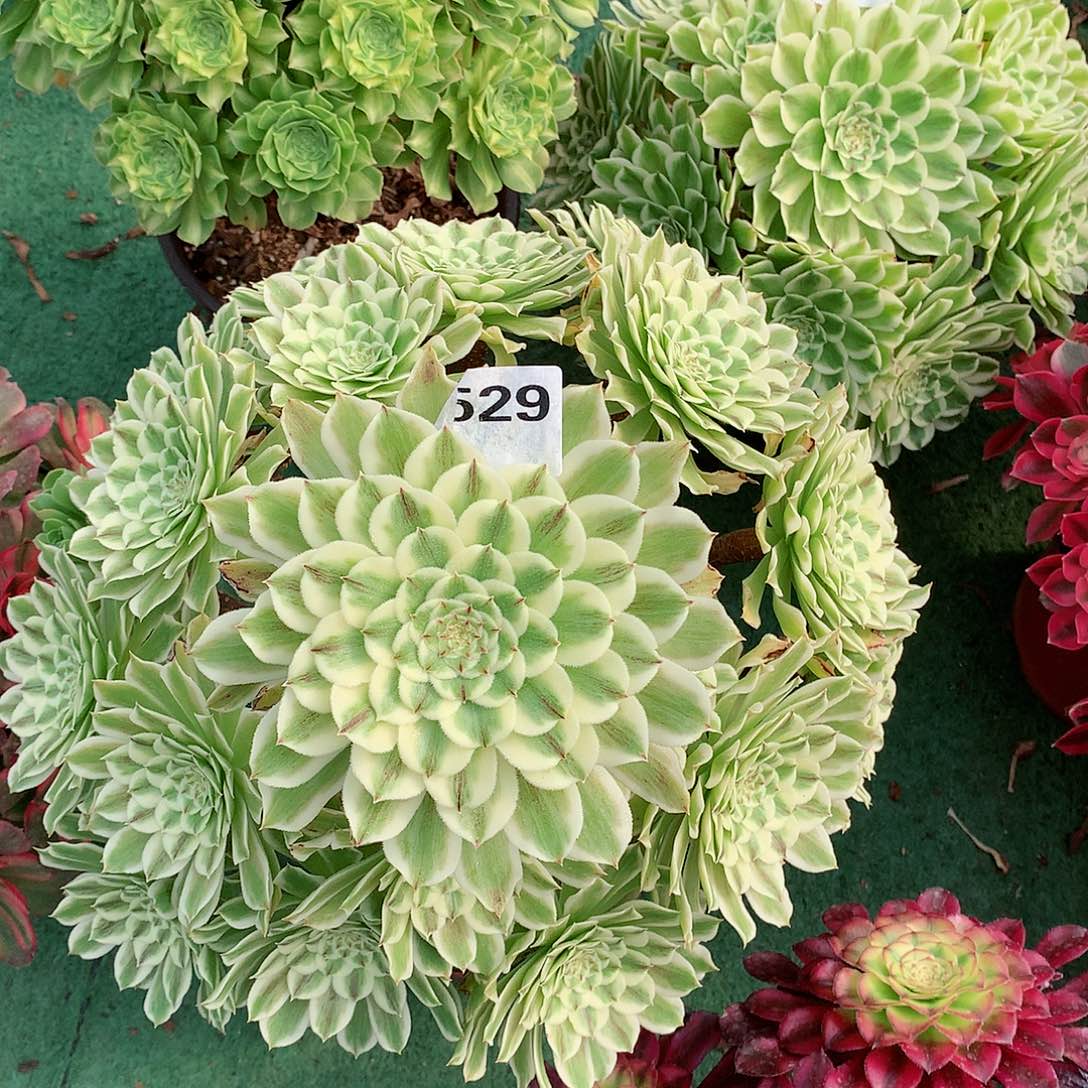 529.碧浪多肉植物