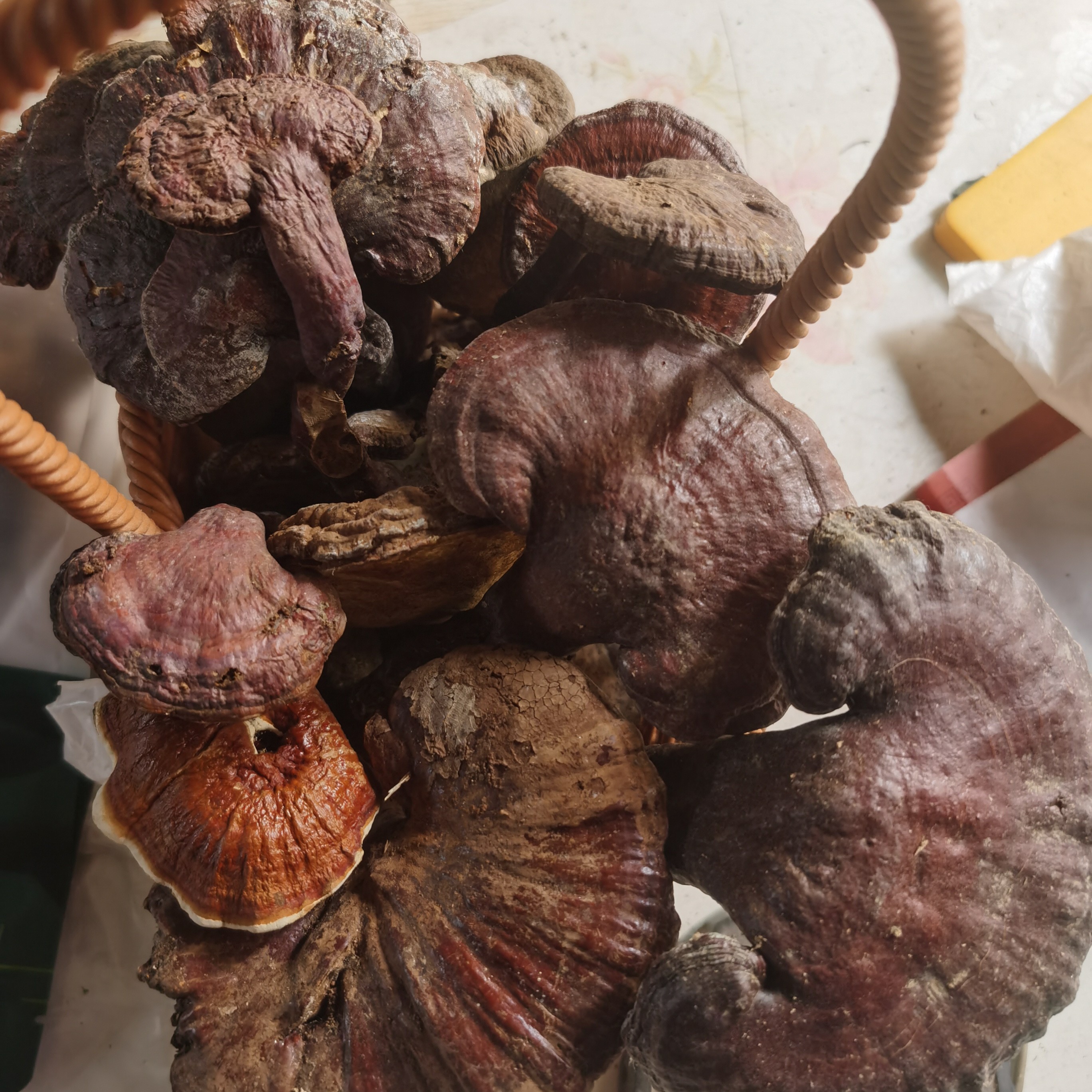 秦岭灵芝整支灵芝