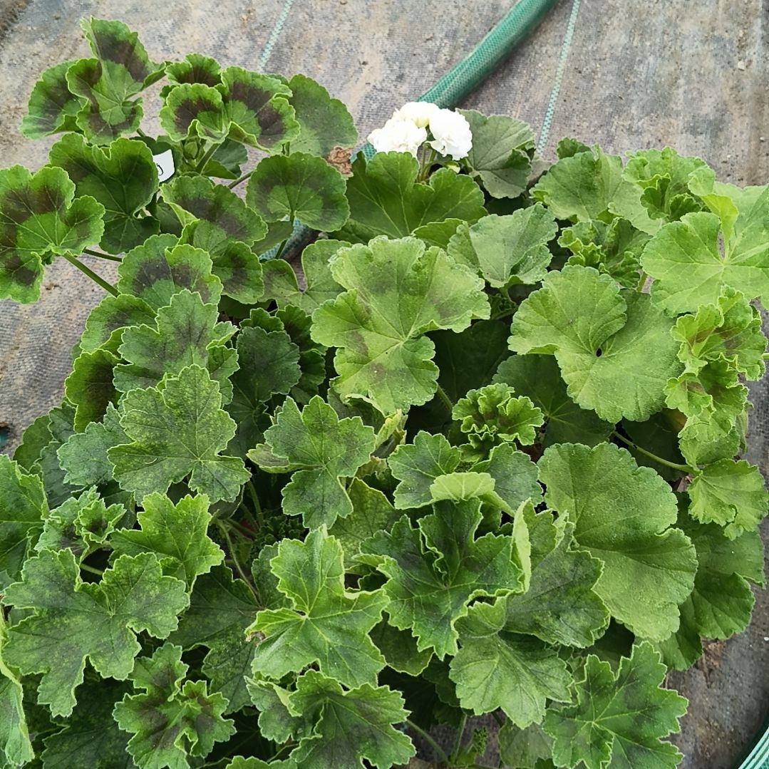 大部分花苞少量开放皇冠，火凤凰，游行