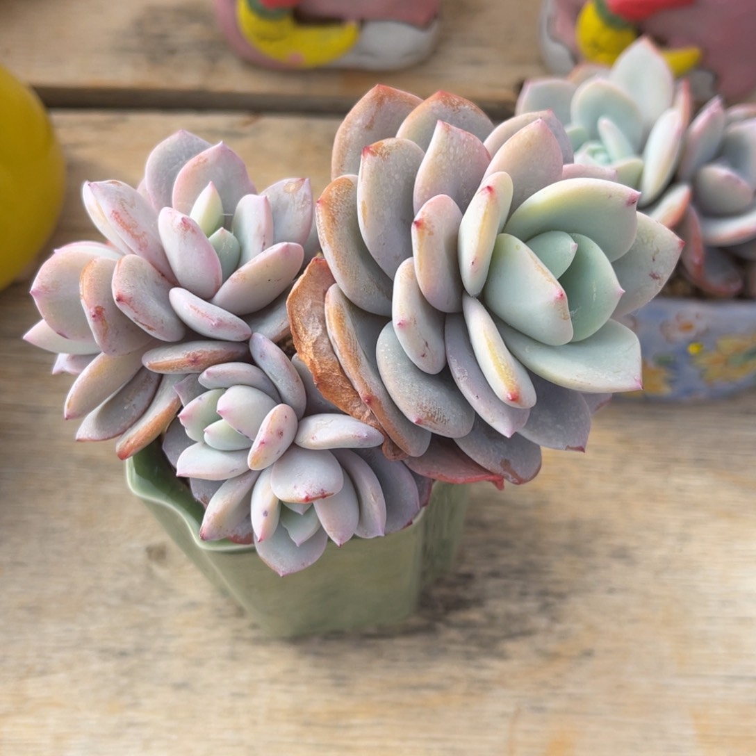 c**b奶茶多头+花盆一起发货