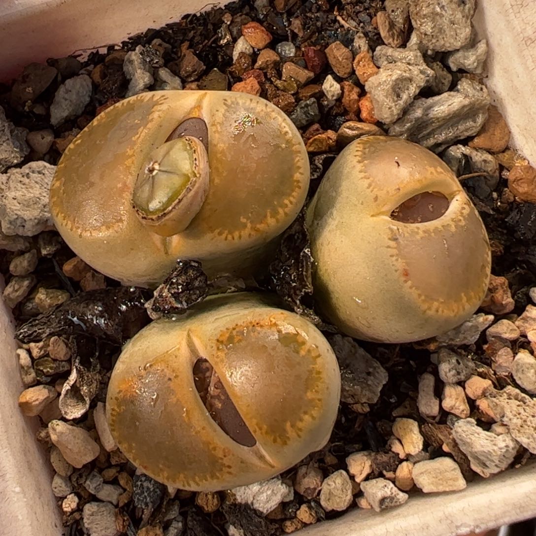 482多肉植物百科
