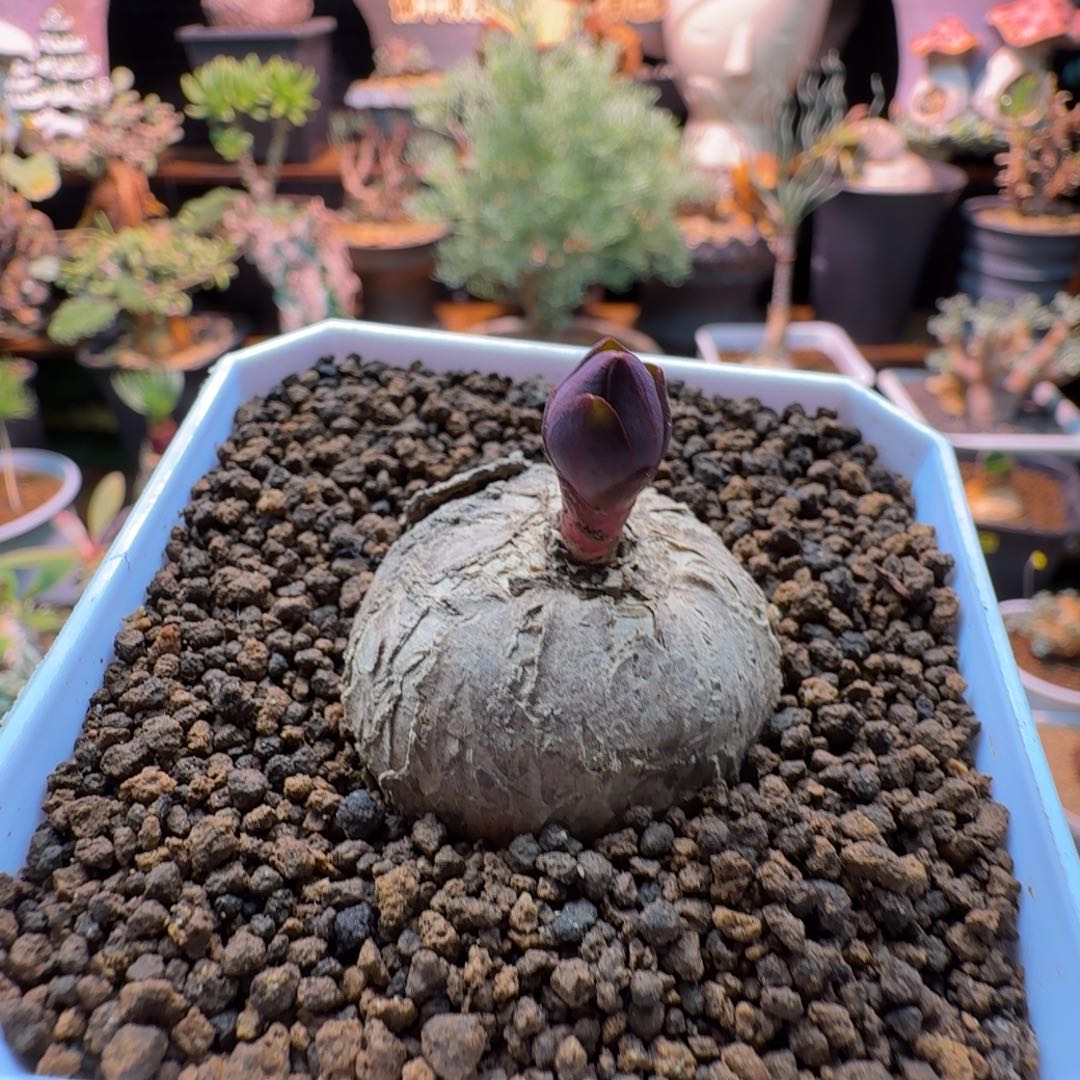 玫瑰大戟240(微瑕)