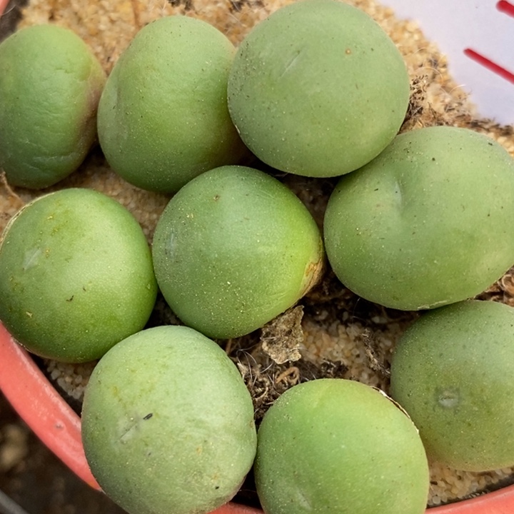 1136白花大G一颗