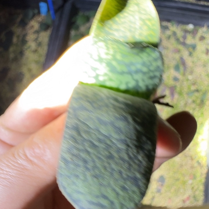 霸王龙实生一枚卧牛