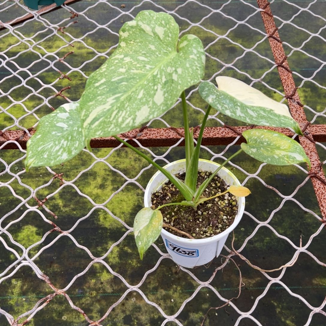 锦****完全开放9638洒金龟背竹