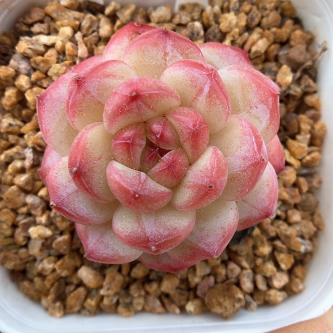 美心优选可拍306号。 