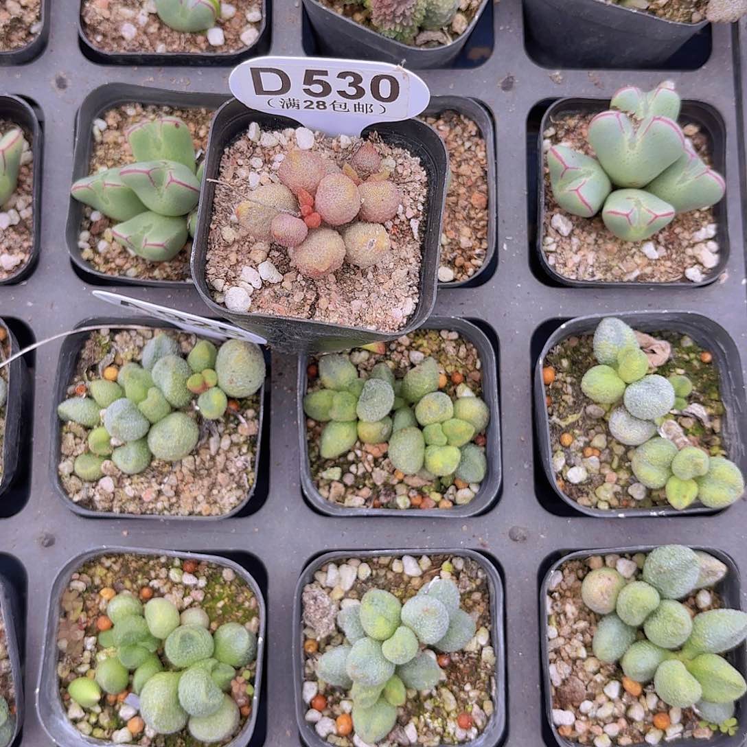 ?**绪D530荔枝皮一物一拍