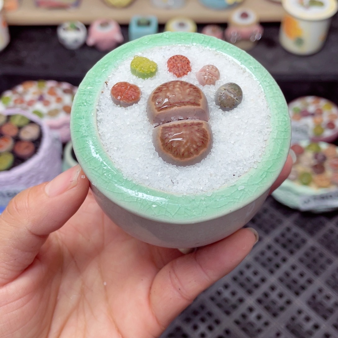 w1613 带盆土发货-零下地区拍保温箱