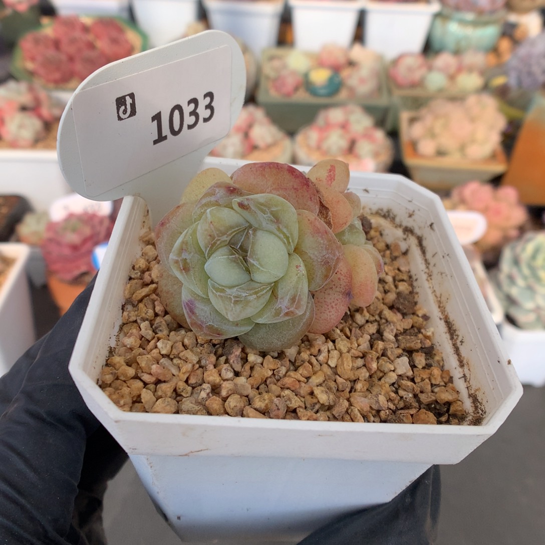 1033 特价冰玉石化