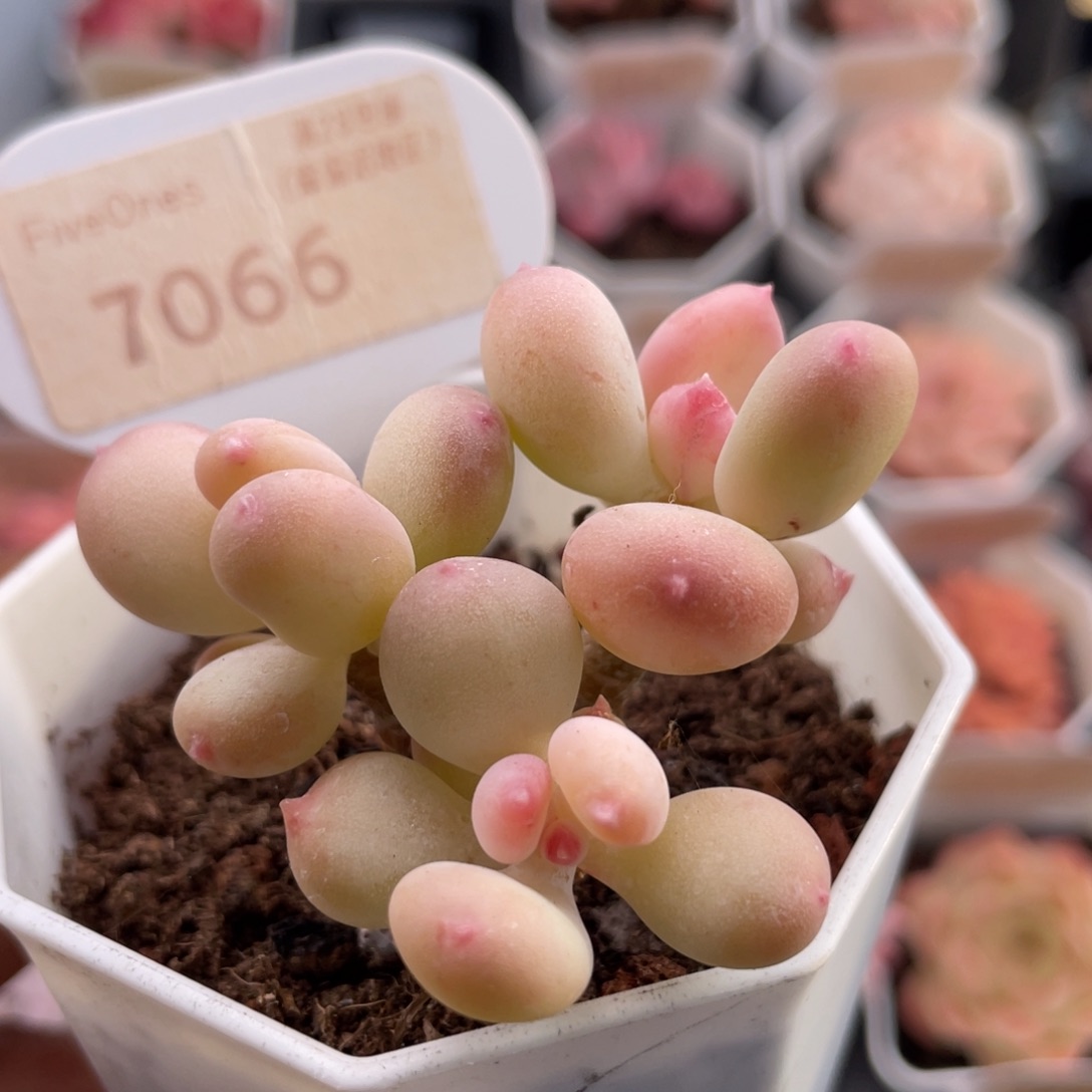 苹果奶7066-5.0厘米