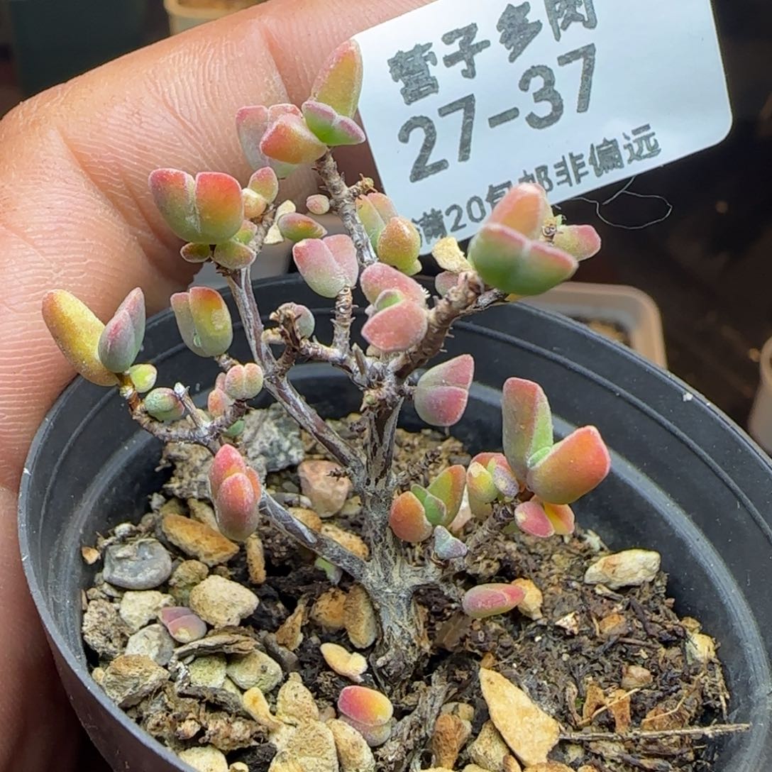 虾钳带盆土发货。        