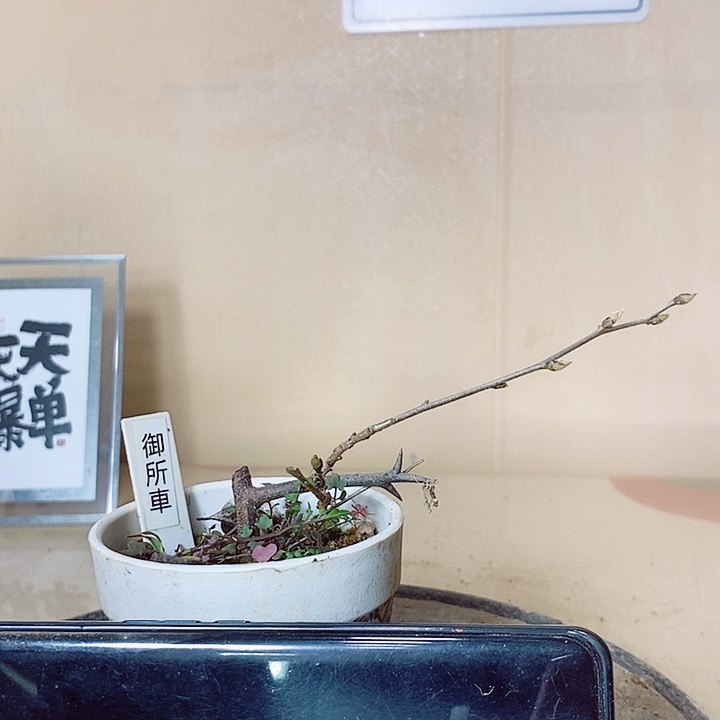 妖***品无花朵哈哈哈哈哈哈额