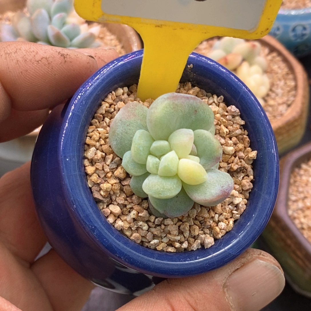 743冰玉石化分心黄锦