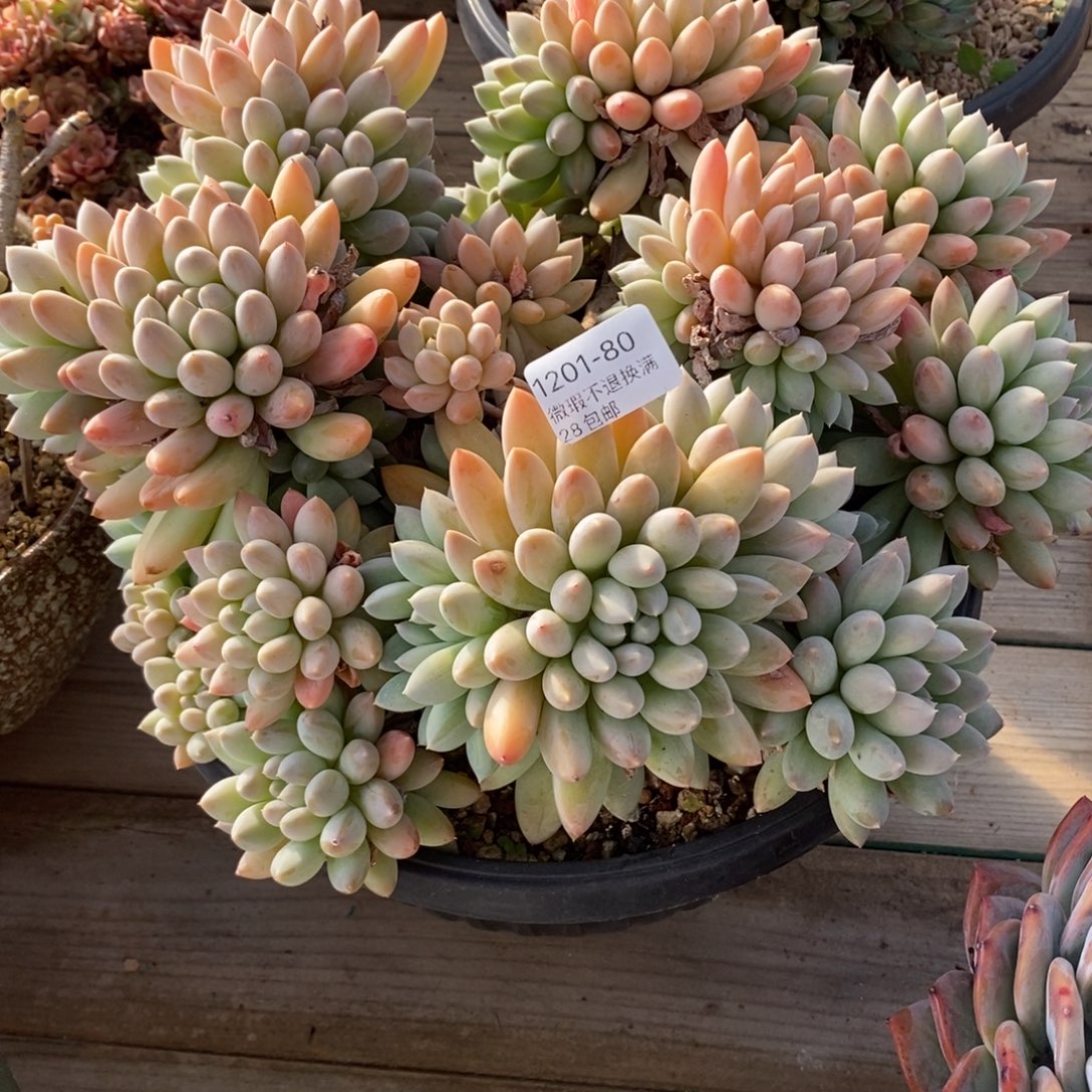 苹****80号多肉大群漂亮的