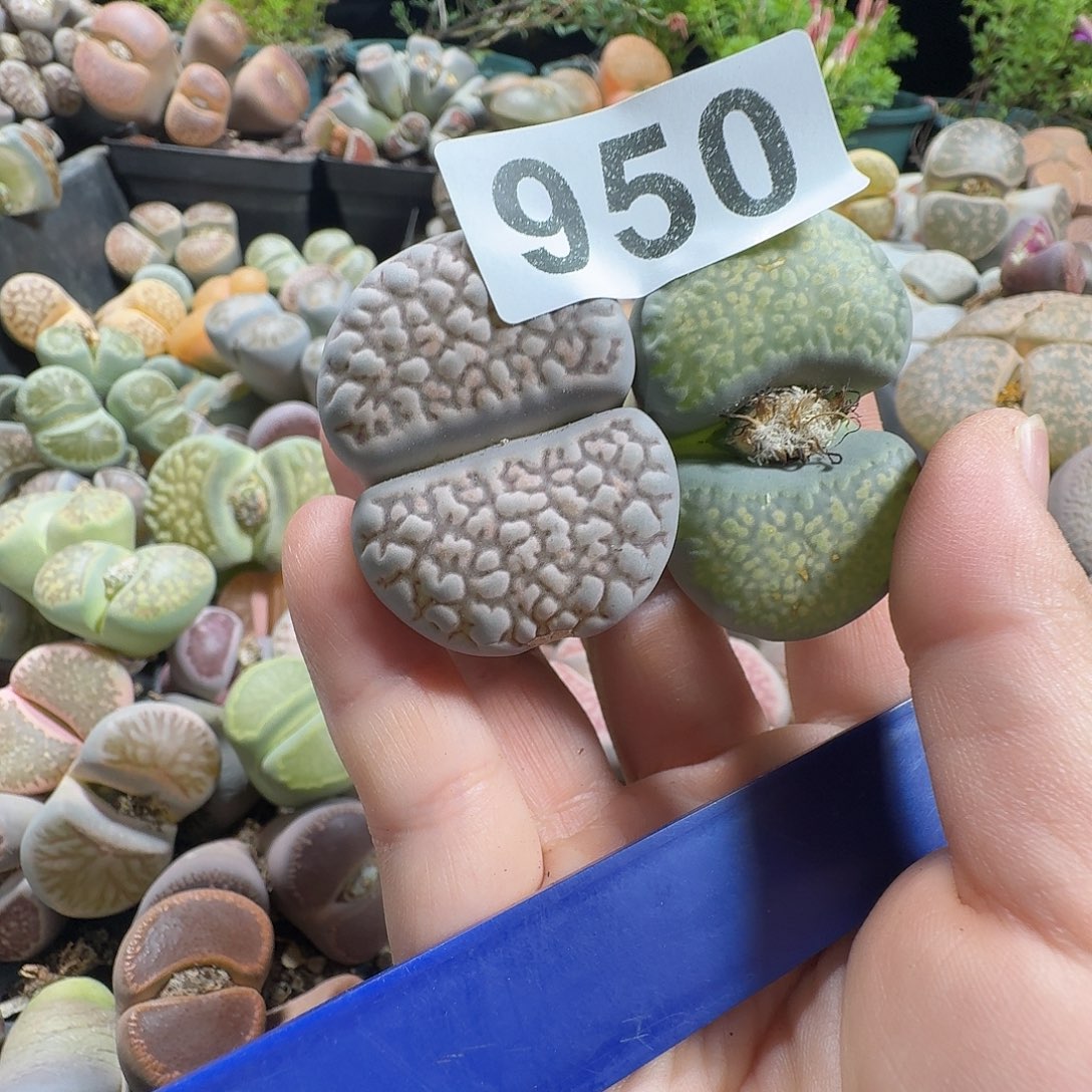 苗***～生石花一物一拍2颗950