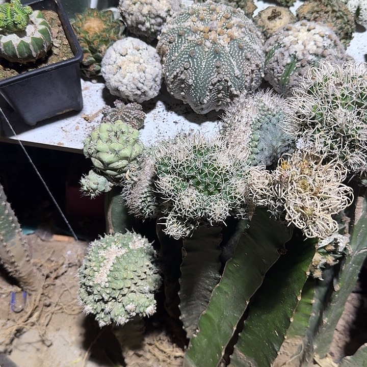 蕾***靴花园兜仙人球嫁接四个无根