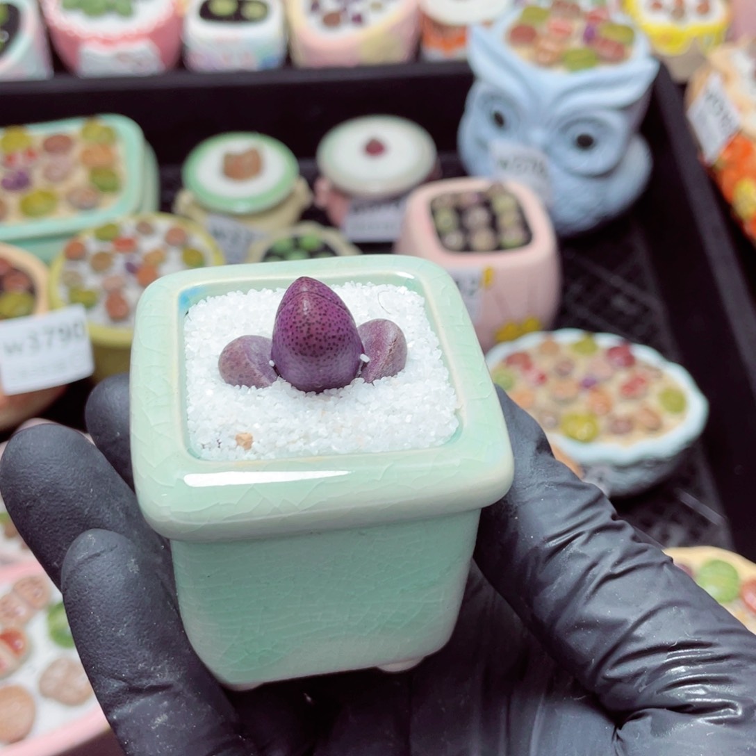 w3801--带盆土发货，零下地区拍保温箱