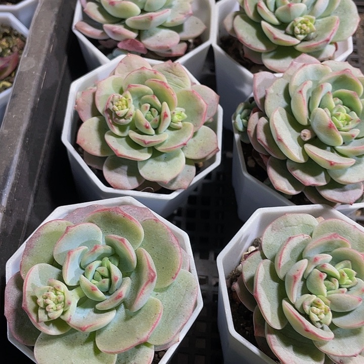 八角盆香草2.8带盆