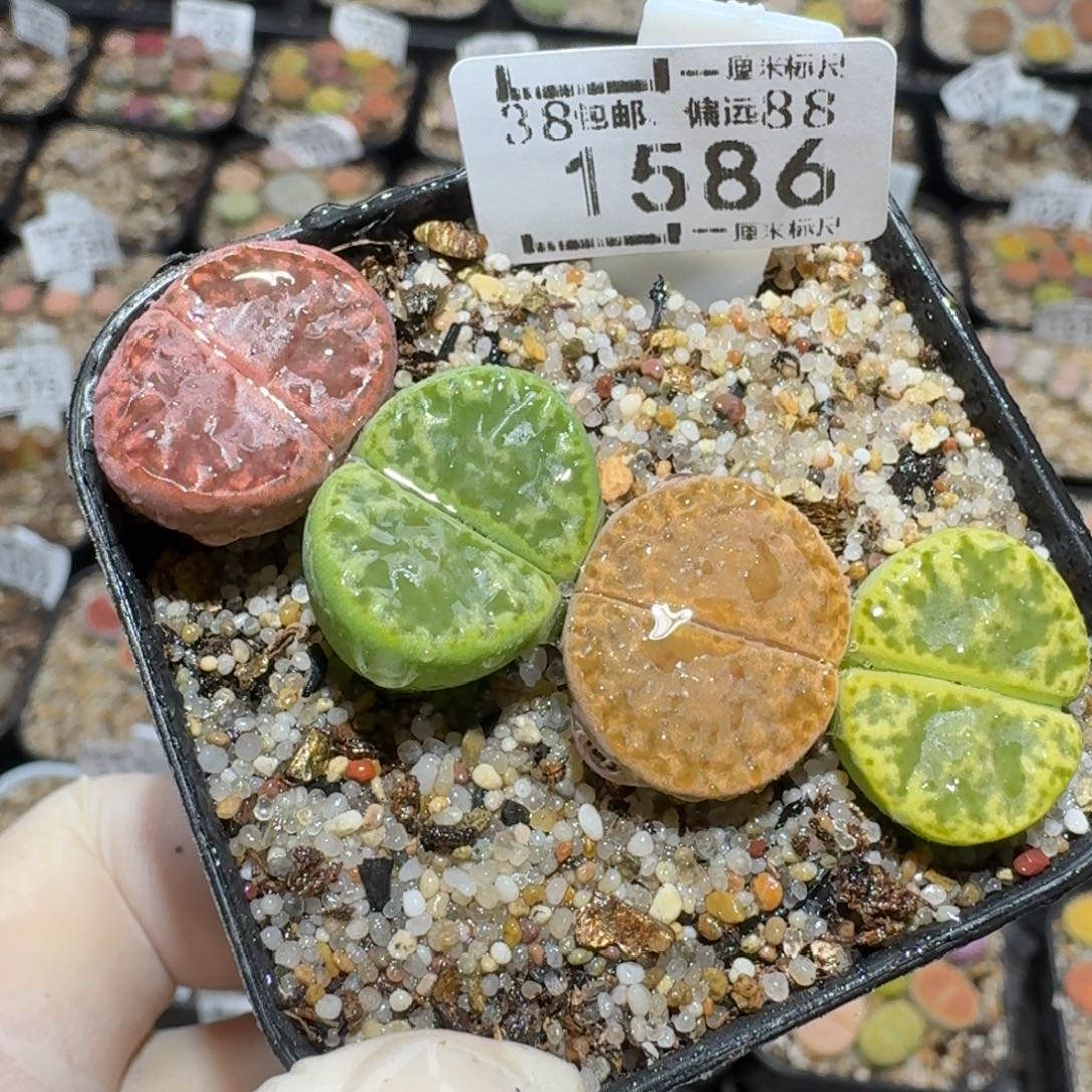 Zzz生石花肉锥1586