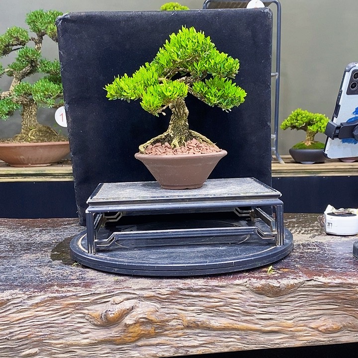 无花朵黄杨盆景四季常青